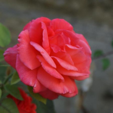 Romantic Gite Nr St Emilion With Private Pool And Views To Die For Pujols  Zewnętrze zdjęcie