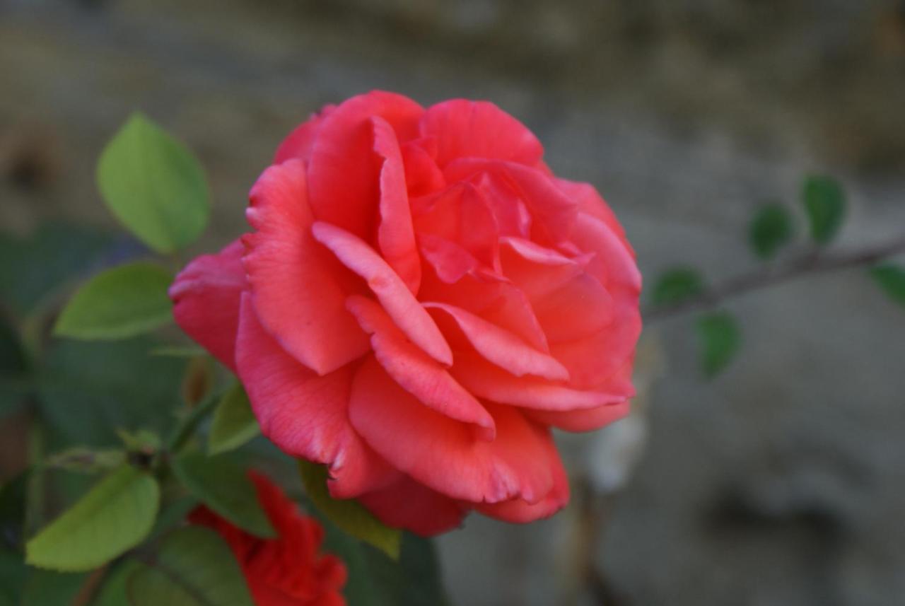 Romantic Gite Nr St Emilion With Private Pool And Views To Die For Pujols  Zewnętrze zdjęcie
